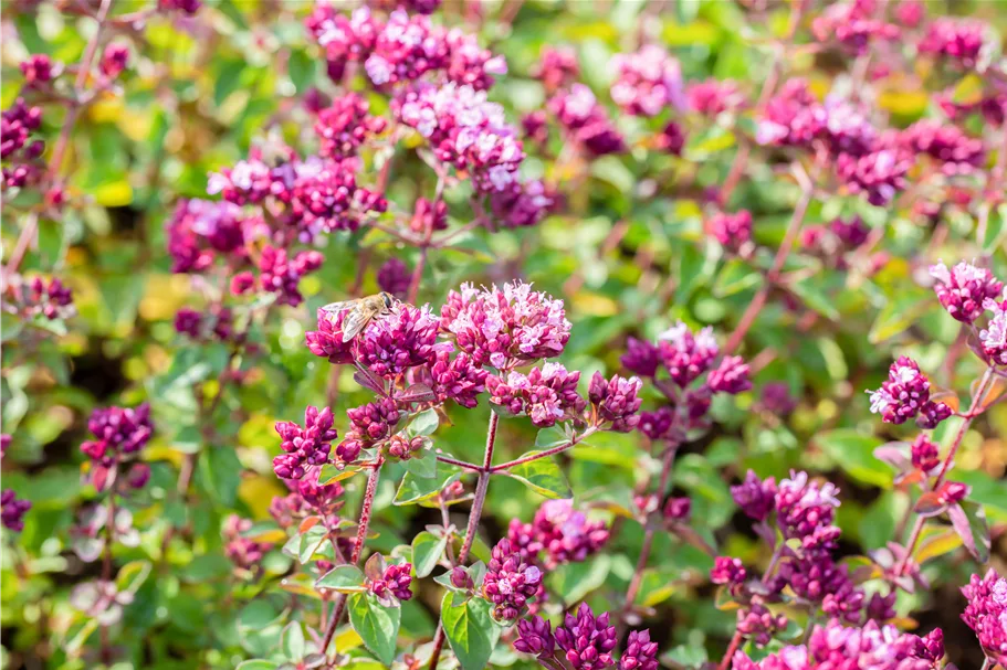 Origanum laevigatum 'Rosenkuppel'