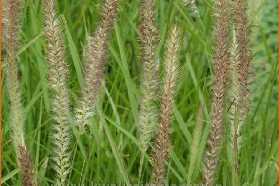 Pennisetum alopecuroides 'Fairy Tails'