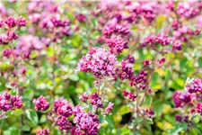 Origanum laevigatum 'Rosenkuppel'