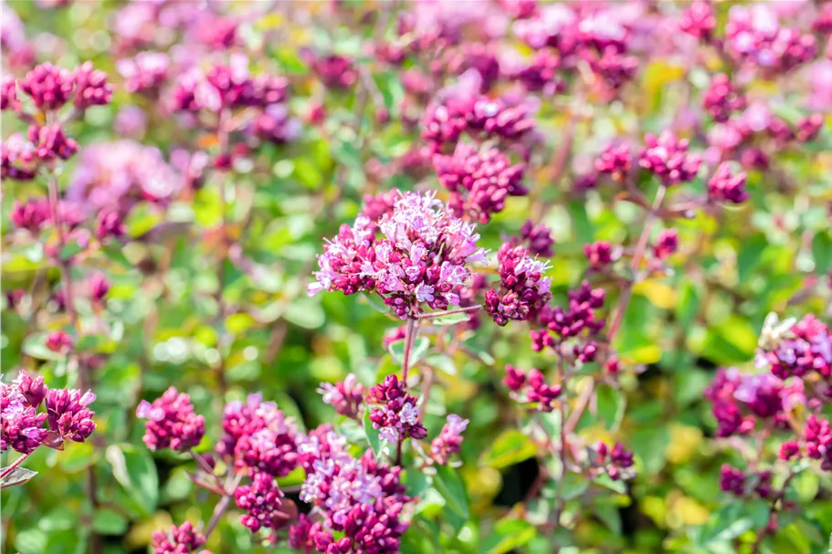 Origanum laevigatum 'Rosenkuppel'