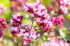 Origanum laevigatum 'Rosenkuppel'