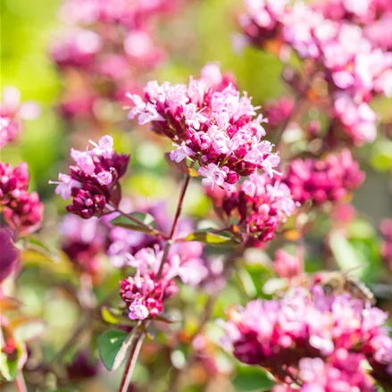 Origanum laevigatum 'Rosenkuppel'