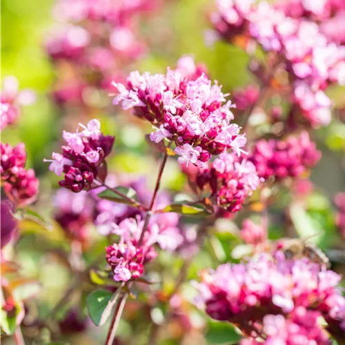 Origanum laevigatum 'Rosenkuppel'