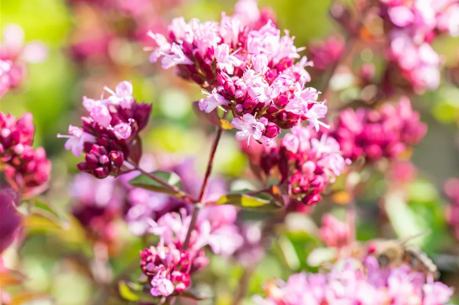 Origanum laevigatum 'Rosenkuppel'