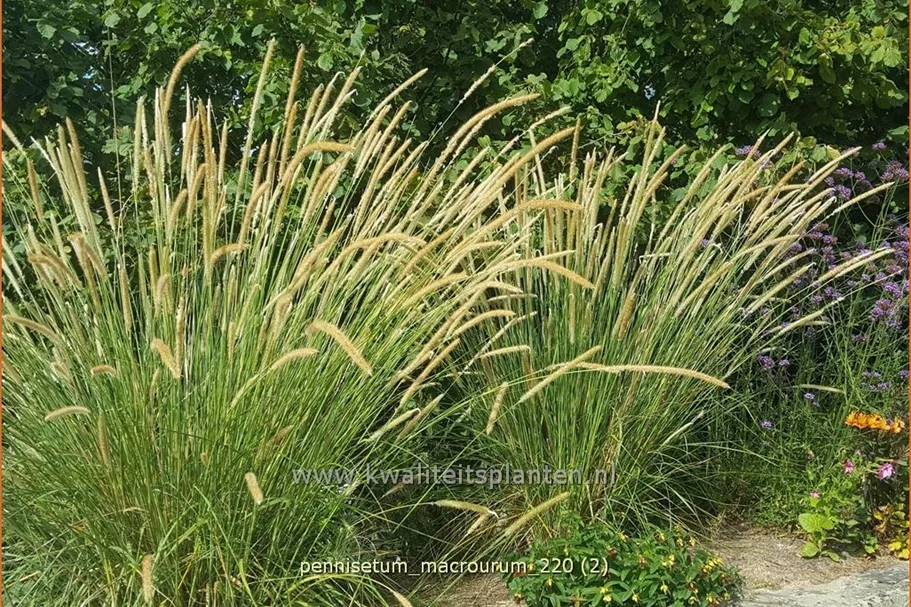 Pennisetum macrourum