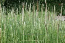 Pennisetum macrourum