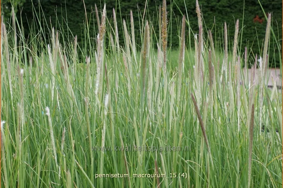 Pennisetum macrourum