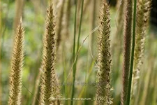 Pennisetum macrourum