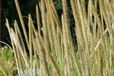 Pennisetum macrourum
