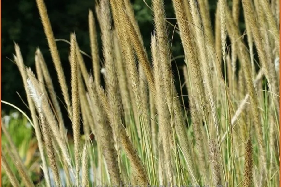 Pennisetum macrourum
