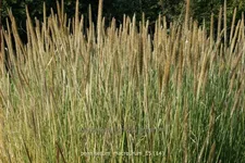Pennisetum macrourum