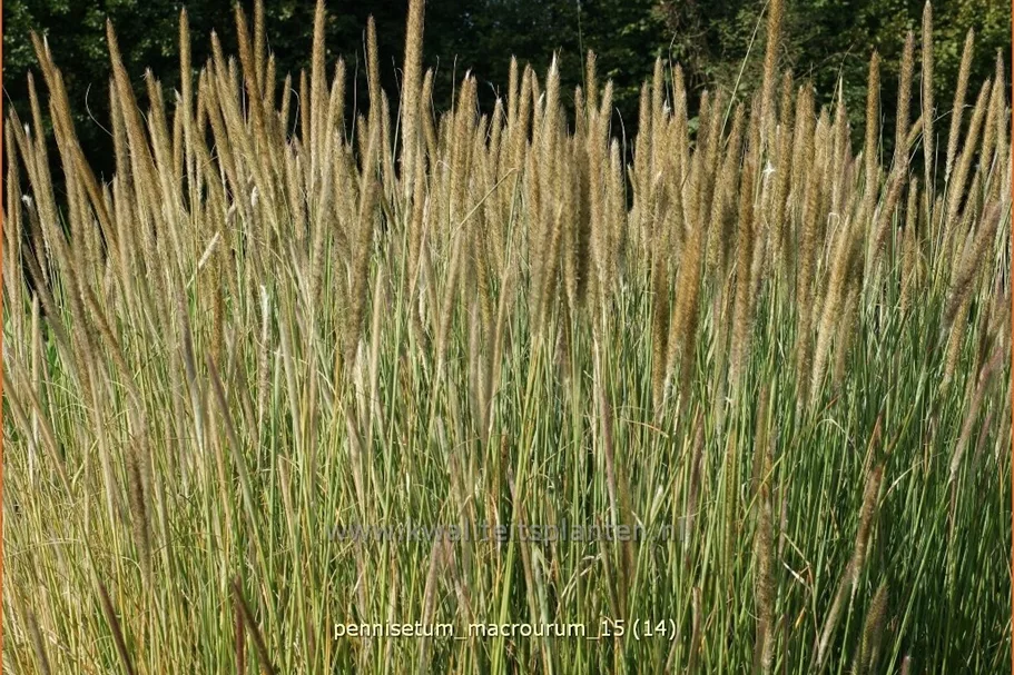 Pennisetum macrourum