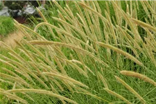 Pennisetum macrourum