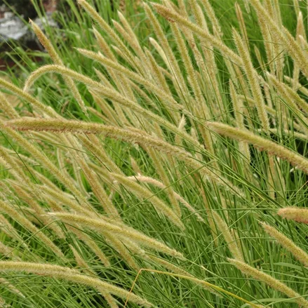 Pennisetum macrourum