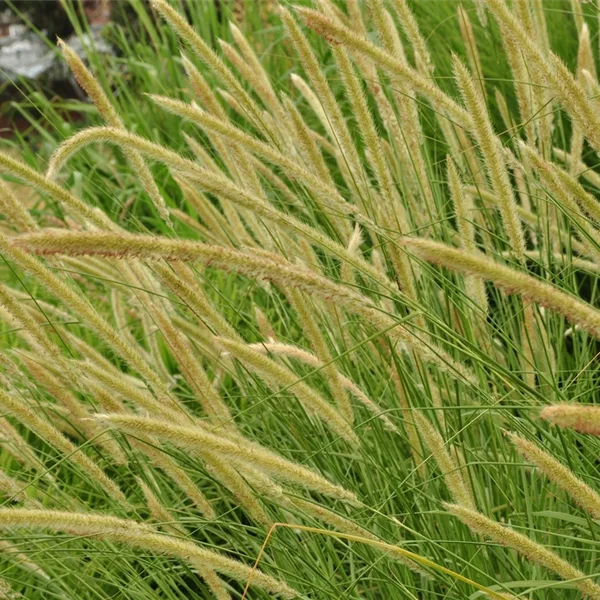 Pennisetum macrourum
