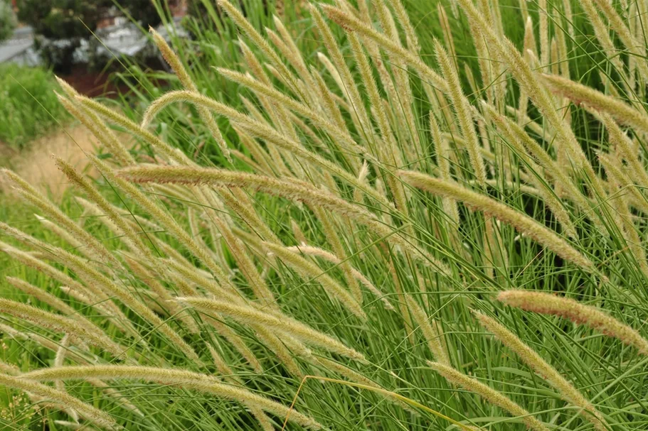 Pennisetum macrourum