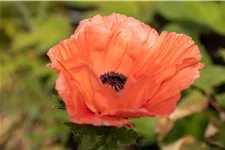 Papaver orientale 'Aglaya'