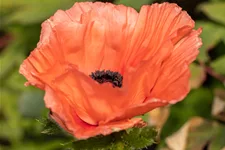 Papaver orientale 'Aglaya'
