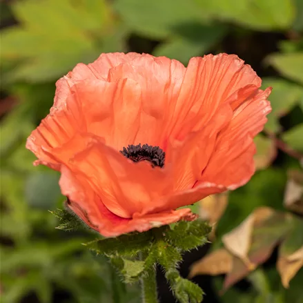 Papaver orientale 'Aglaya'