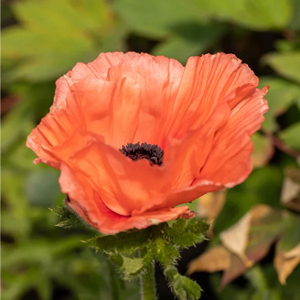 Papaver orientale 'Aglaya'