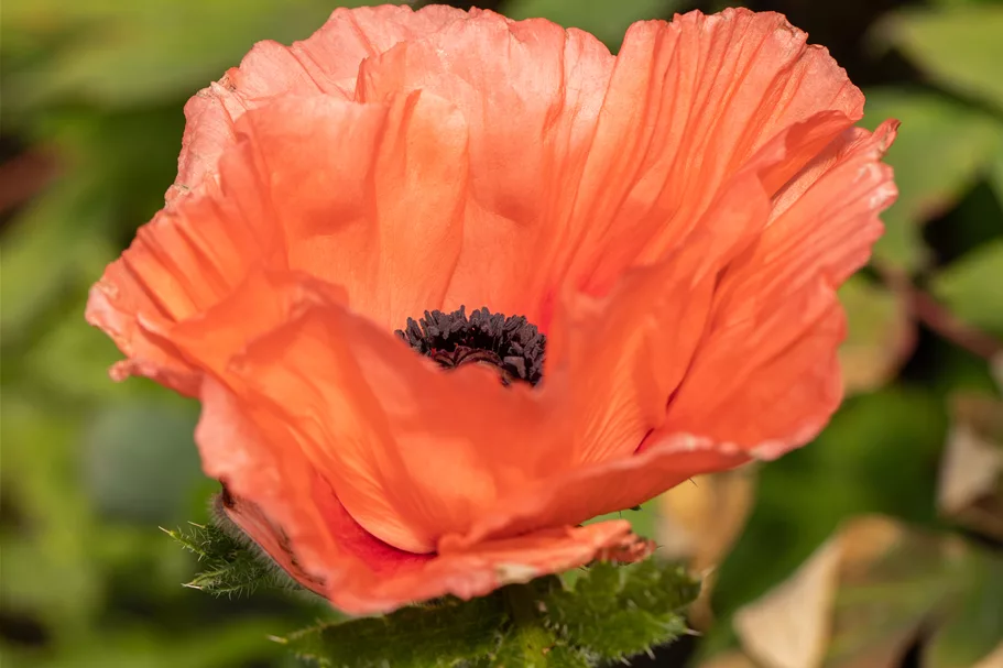 Papaver orientale 'Aglaya'