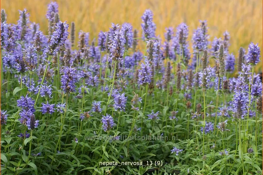 Nepeta nervosa
