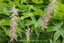 Pennisetum orientale 'Dance With Me'