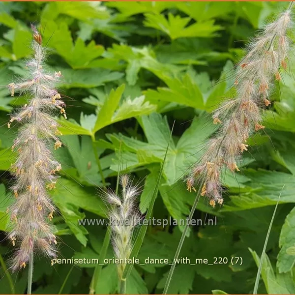 Pennisetum orientale 'Dance With Me'