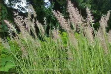 Pennisetum orientale 'Dance With Me'