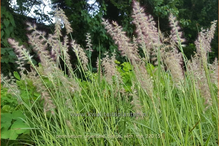 Pennisetum orientale 'Dance With Me'