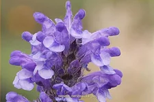 Nepeta nervosa