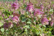 Origanum rotundifolium 'Kent Beauty'