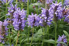 Nepeta nervosa