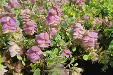 Origanum rotundifolium 'Kent Beauty'