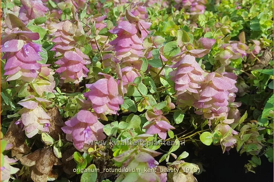 Origanum rotundifolium 'Kent Beauty'