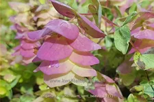 Origanum rotundifolium 'Kent Beauty'
