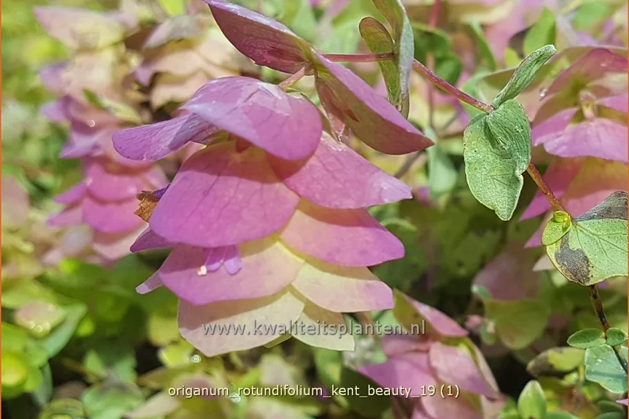Origanum rotundifolium 'Kent Beauty'