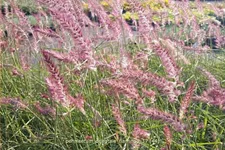 Pennisetum orientale 'Flamingo'