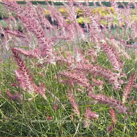 Pennisetum orientale 'Flamingo'