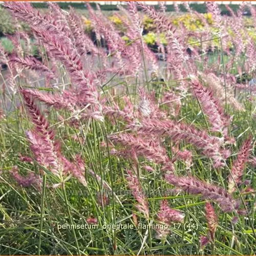 Pennisetum orientale 'Flamingo'