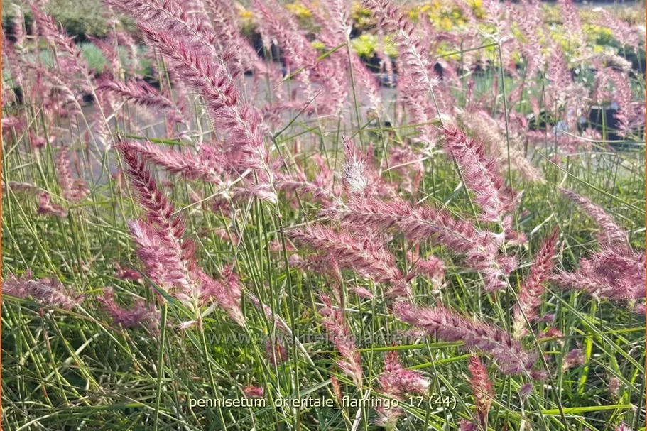 Pennisetum orientale 'Flamingo'