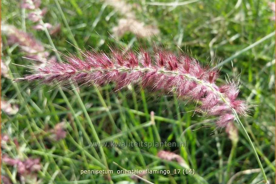 Pennisetum orientale 'Flamingo'