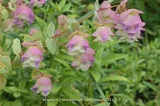 Origanum rotundifolium 'Kent Beauty'