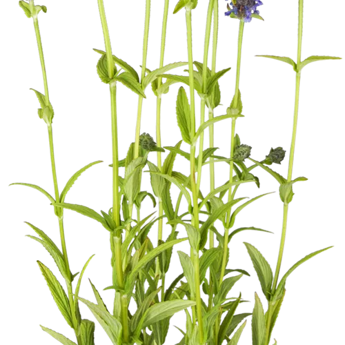Nepeta nervosa