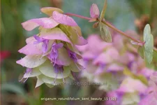 Origanum rotundifolium 'Kent Beauty'