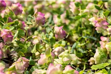 Origanum rotundifolium 'Kent Beauty'