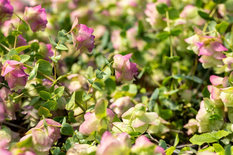 Origanum rotundifolium 'Kent Beauty'