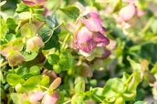 Origanum rotundifolium 'Kent Beauty'