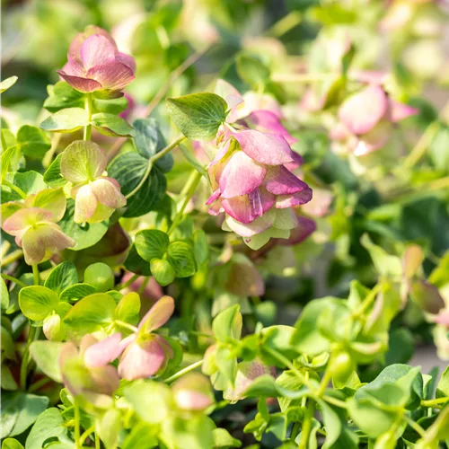 Origanum rotundifolium 'Kent Beauty'