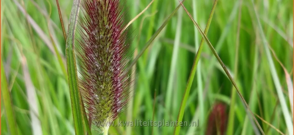 Pennisetum thunbergii